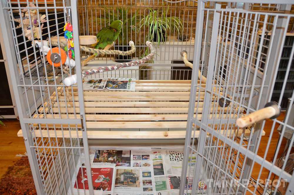 Modifying a Cage for a Disabled Parrot