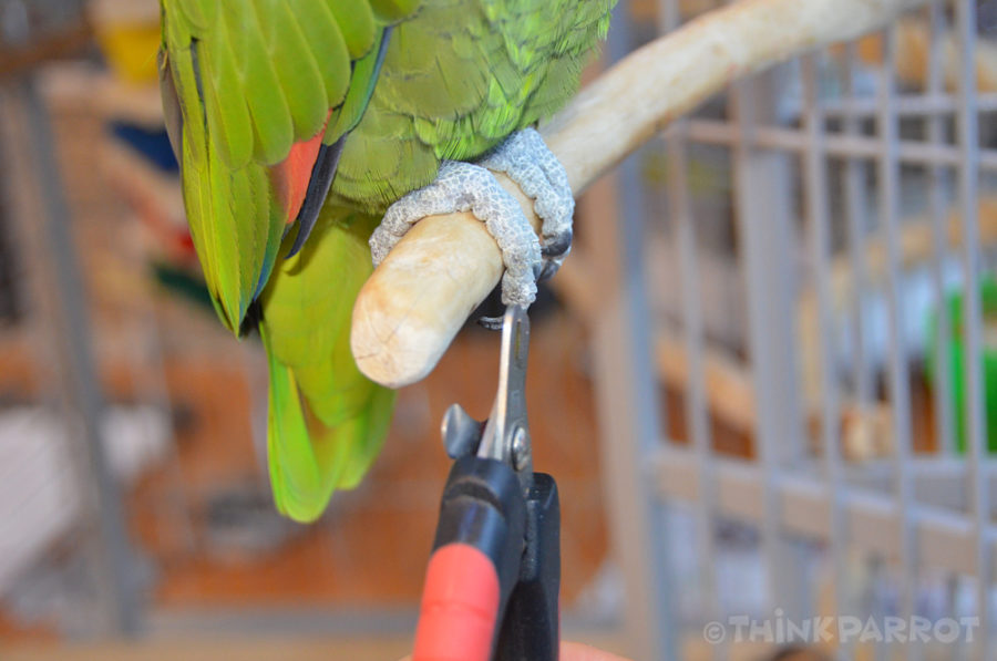 What You Need To Know To Give Your Bird A Perfect Nail Trim