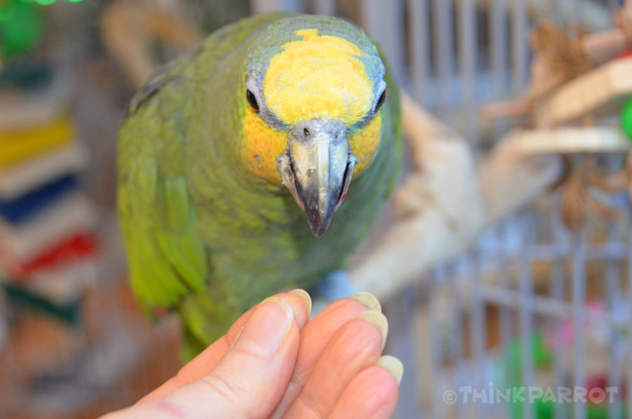 Jumbo Nail Trim Parrot Perch - Parrot Essentials