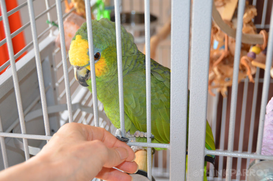 Avian Beak Overgrowth: Causes & Corrections to Help Treat Birds